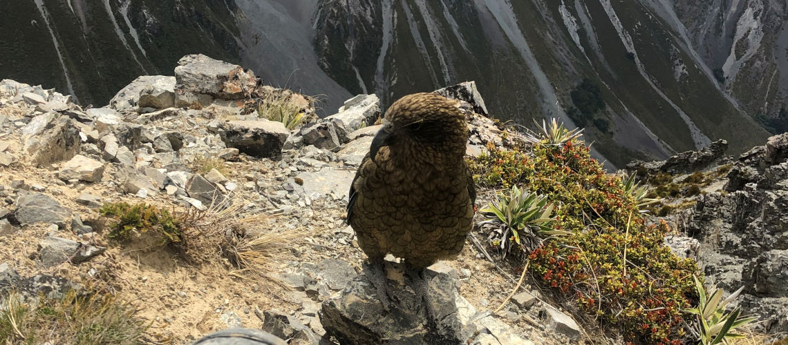 Kea perched