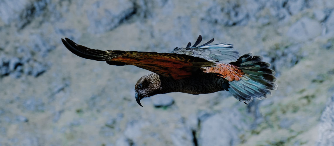 Kea in flight